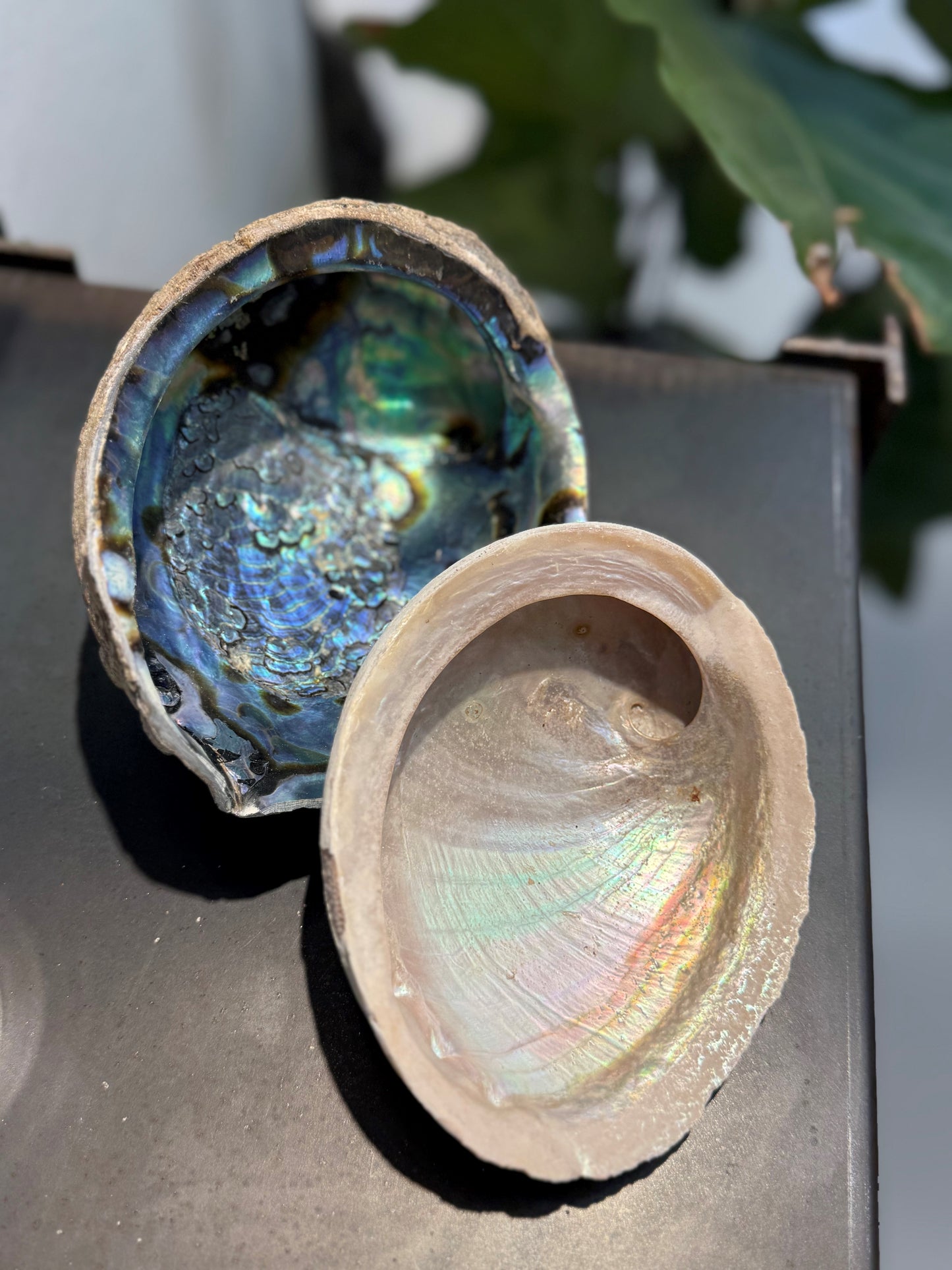 FIVVE Muschel Ablageschale