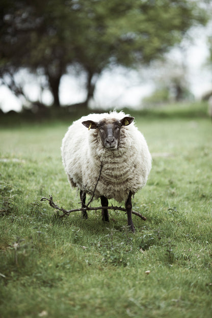Klippan Yllefabrik Gotland Woven Wool Throw Cerise