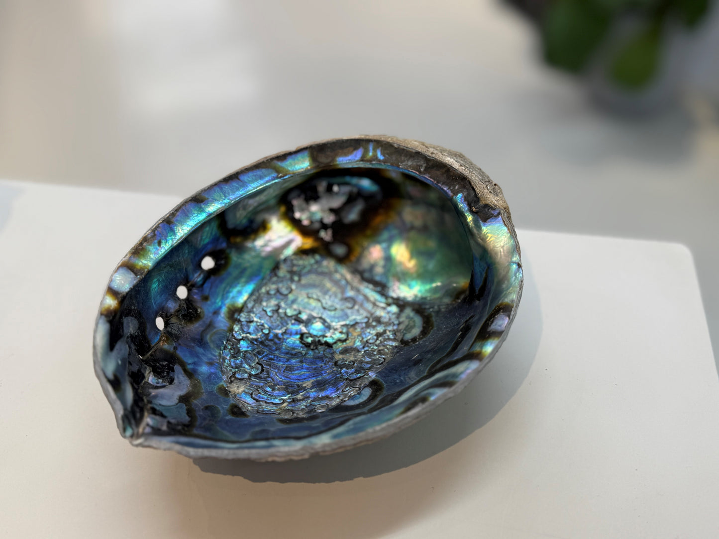 FIVVE Muschel Groß Ablageschale