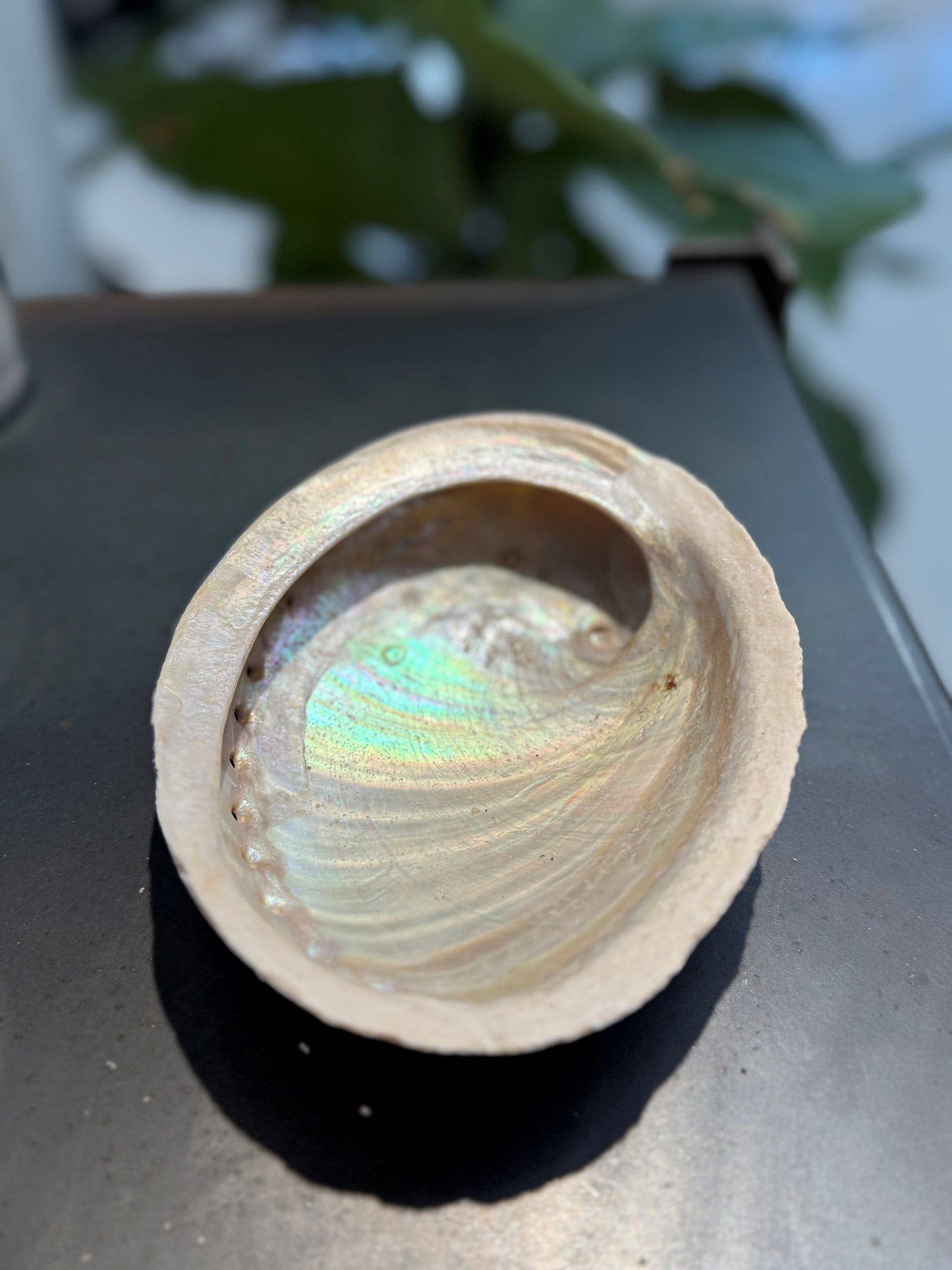 FIVVE Muschel Ablageschale