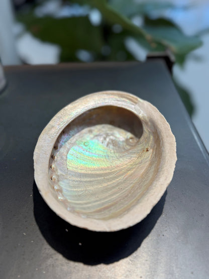 FIVVE Muschel Ablageschale