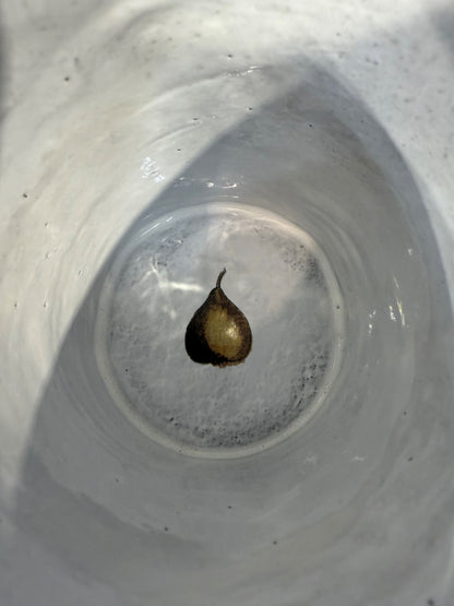 Astier de Villatte John Derian Pear Tree Cup O L8 x B8 x H10 cm